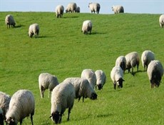 روسيا تبدأ تصدير لحوم الأغنام المجمدة إلى إيران