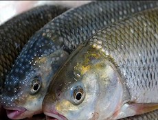 بدء تصدير الأسماك الطازجة الإيرانية لروسيا