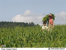 توقيع 4 وثائق للتعاون الزراعي بين إيران وفرنسا