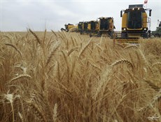 إيران تتوقع إنتاج 13 مليون طن من القمح