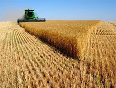 إيران تتوقع إنتاجاً سنوياً بنحو 5ر13 مليون طن من القمح