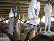 الصادرات السنوية لإيران من الثروة السمكية تتخطى النصف مليار دولار