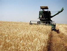 إيران تتوقع إنتاج 13 مليون طن من القمح