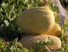 العراق يجيز استيراد أصناف من الخضروات والفواكه الإيرانية