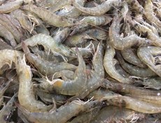 تصدير 305 أطنان من الروبيان الإيراني المستزرع إلى قطر