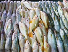 صادرات إيران من الثروة السمكية تزداد بنسبة 24%