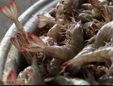 صادرات الروبيان من إيران تتخطى الـ24 ألف طن