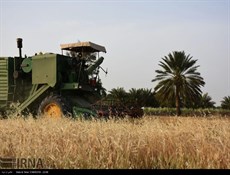 إرتفاع إنتاج القمح في البلاد بنسبة 40%