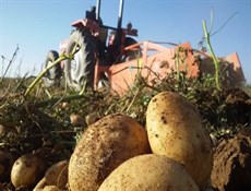 التجارة الايرانية ترفع الحظر عن تصدير بعض الخضار