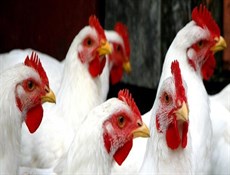 5ر2 مليون طن سنوياً.. طاقة إنتاج اللحوم البيضاء في البلاد
