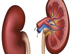 هل يستطيع الإنسان العيش بكلية واحدة؟