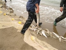 صادرات الثروة السمكية الإيرانية بلغت 70 ألف طن