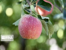 نمو صادرات المحاصيل الزراعية الإيرانية رغم إنتشار فيروس كورونا