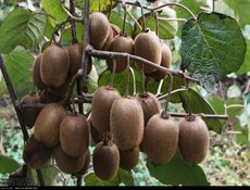 تصدير 4 آلاف طن من الكيوي إلى دول الخليج الفارسي