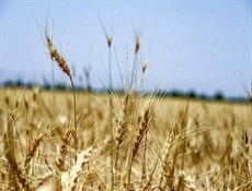 إيران تشتري 75ر1 مليون طن قمحاً محلیاً