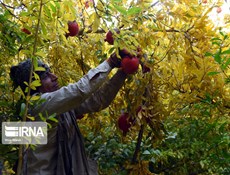 صادرات المنتجات الزراعية الإيرانية تتجاوز الـ7ر1 مليار دولار