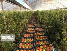 إنتاج المحاصيل الزراعية تنمو 500% بعد الثورة الإسلامية