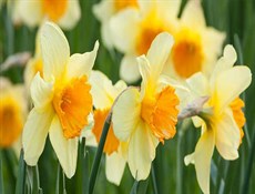 أزهار النرجس قد تكون مفتاح مكافحة مرض ألزهايمر