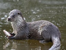 كلب الماء یظهر من جدید في هورالعظيم