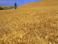 إرتفاع إنتاج القمح في إيران بنسبة ضعفين