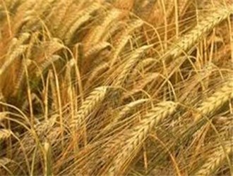 إيران تتعاون مع روسيا لتصدير المنتجات الزراعية