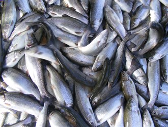 إيران تستهدف تصدير 5 آلاف طن من الأسماك إلى روسيا