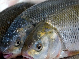 بدء تصدير الأسماك الطازجة الإيرانية لروسيا