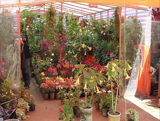 35 مليون دولار سنوياً.. قيمة صادرات إيران من الزهور والنباتات