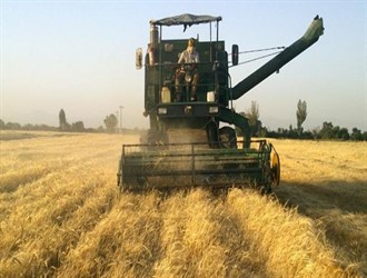 إيران تشتري 2ر1 مليون طن من القمح المحلي