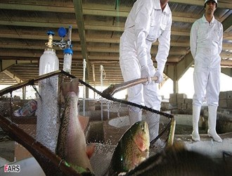 الصادرات السنوية لإيران من الثروة السمكية تتخطى النصف مليار دولار