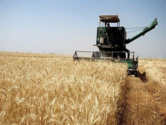 إيران تتوقع إنتاج 13 مليون طن من القمح