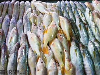 صادرات إيران من الثروة السمكية تزداد بنسبة 24%