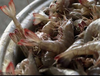 صادرات الروبيان من إيران تتخطى الـ24 ألف طن