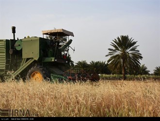إرتفاع إنتاج القمح في البلاد بنسبة 40%