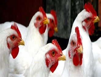 5ر2 مليون طن سنوياً.. طاقة إنتاج اللحوم البيضاء في البلاد