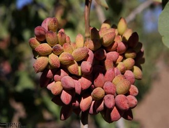 إيران تحقق عائدات بقيمة 4ر6 مليار دولار عبر تصدير المنتجات الزراعية