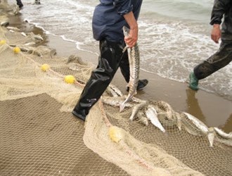 صادرات الثروة السمكية الإيرانية بلغت 70 ألف طن
