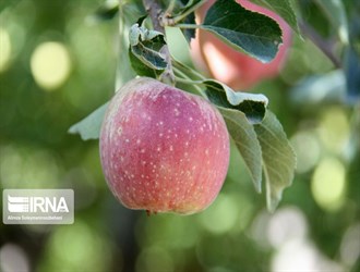 نمو صادرات المحاصيل الزراعية الإيرانية رغم إنتشار فيروس كورونا