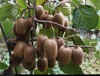 تصدير 4 آلاف طن من الكيوي إلى دول الخليج الفارسي