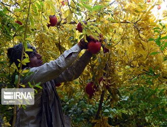 صادرات المنتجات الزراعية الإيرانية تتجاوز الـ7ر1 مليار دولار