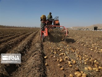 إستئناف تصدير البطاطس الإيرانية إلى العراق