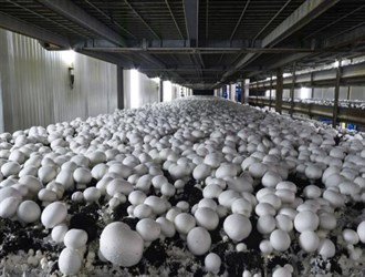 زراعة الفطر.. مشروع واعد في خوزستان