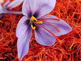 حصاد أكثر من 58 كغم من الذهب الأحمر في خوزستان